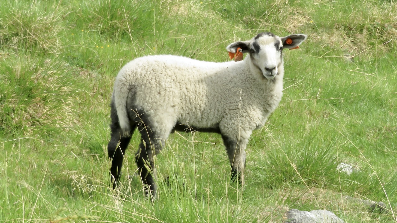 How to Pick the Right Flow Conditioner